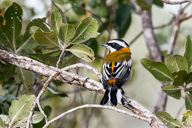 Western Spindalis, Cayo Paredn Grande, Cuba