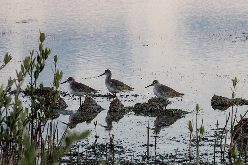 Willet, Las Salinas de Brito, Cuba