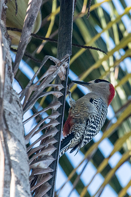 West Indian Woodpecker, Guanahacabibes Peninsula, Cuba