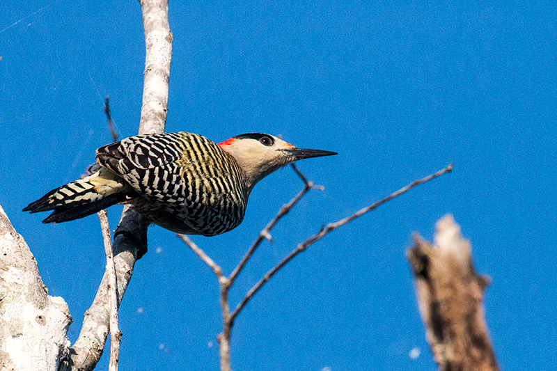 West Indian Woodpecker, La Turba, Zapata Peninsula, Cuba