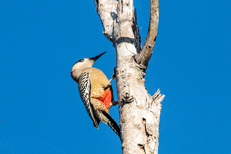 West Indian Woodpecker, La Turba, Zapata Peninsula, Cuba