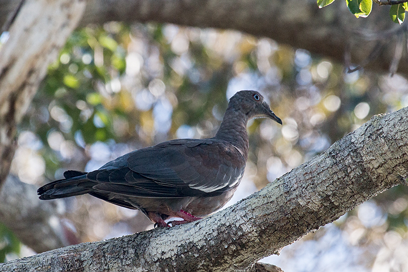 White-winged Dove, Guanahacabibes Peninsula, Cuba