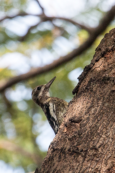 Yellow-bellied Sapsucker, La Boca de Guam, Zapata Peninsula, Cuba