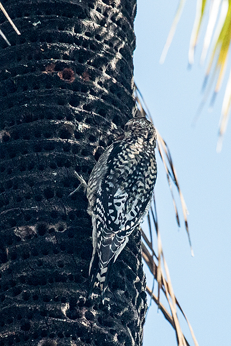 Yellow-bellied Sapsucker, Hotel Los Caneyes, Santa Clara, Cuba