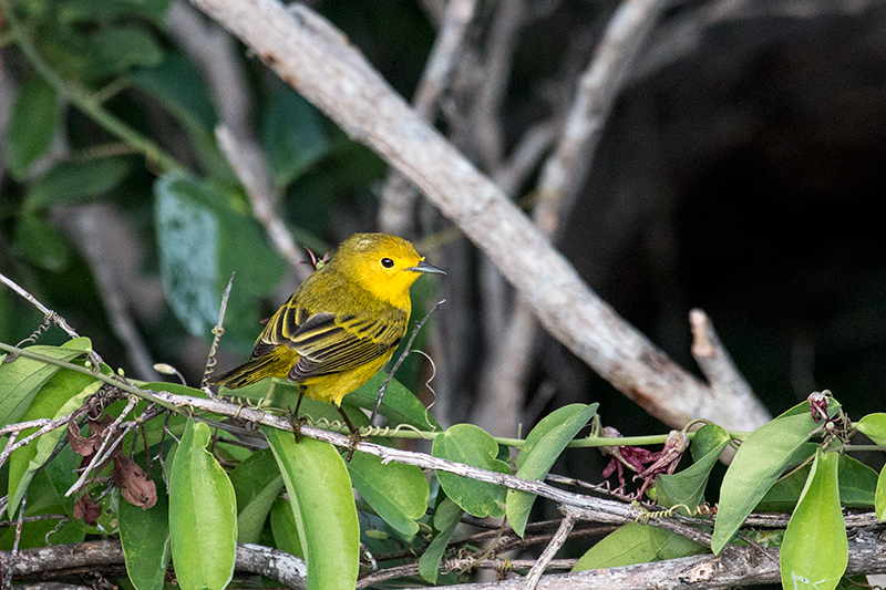 Yellow Warbler - Cuban Subspecies (Golden Warbler), Cayo Paredn Grande, Cuba