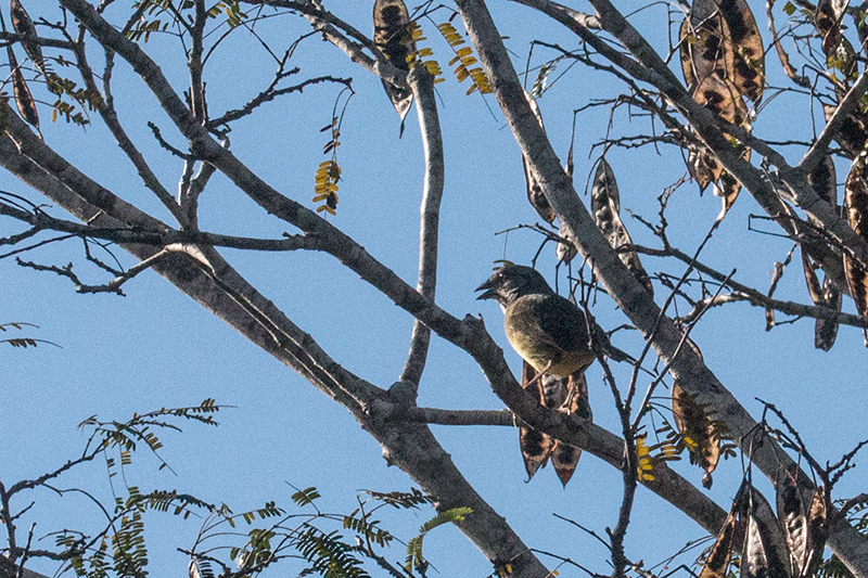 Zapata Sparrow, A Cuban Endemic, La Turba, Zapata Peninsula, Cuba