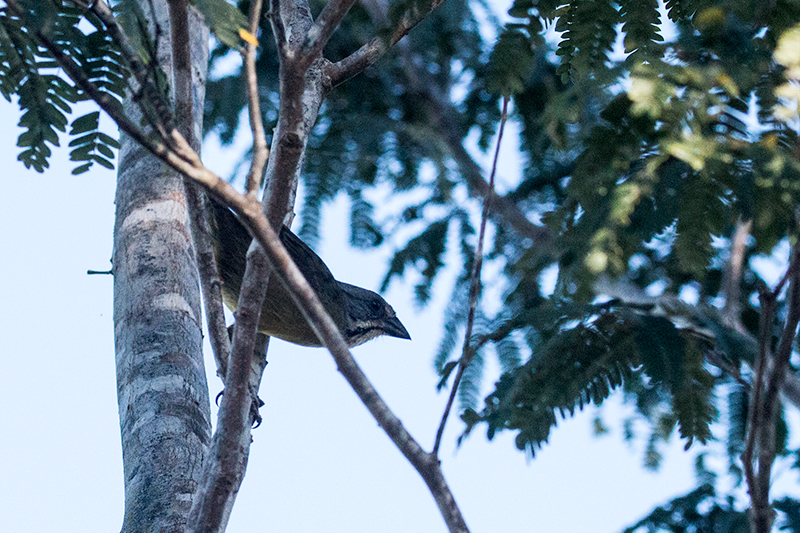 Zapata Sparrow, A Cuban Endemic, La Turba, Zapata Peninsula, Cuba