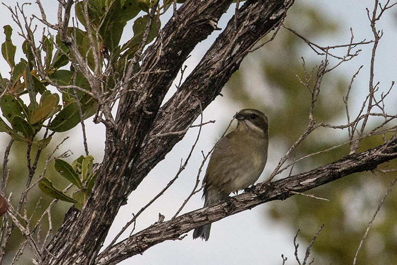 Zapata Sparrow, A Cuban Endemic, Cayo Paredn Grande, Cuba