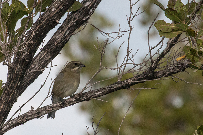 Zapata Sparrow, A Cuban Endemic, Cayo Paredn Grande, Cuba