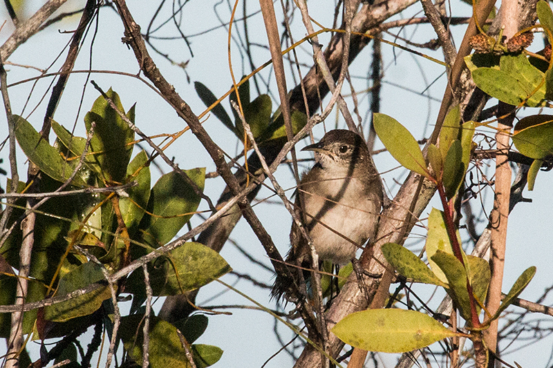 Zapata Wren, A Cuban Endemic, La Turba, Zapata Peninsula, Cuba