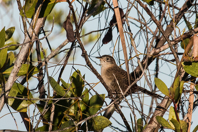 Zapata Wren, A Cuban Endemic, La Turba, Zapata Peninsula, Cuba