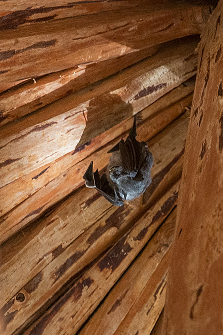 Bat, Hotel Los Caneyes, Santa Clara, Cuba