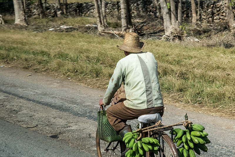 Bicyclist with Bananas en Route Santa Clara to Havana, Cuba