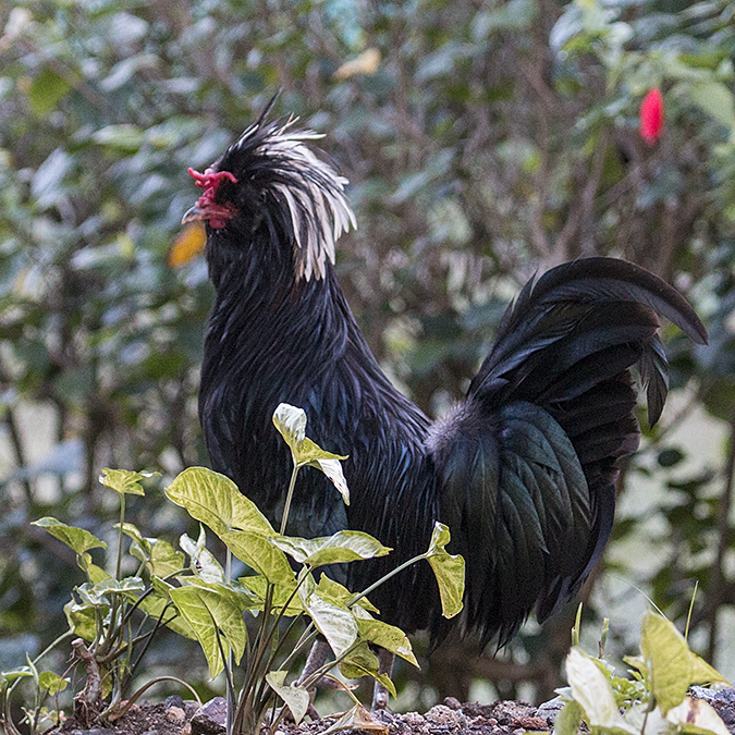 Roadside Chicken, Hotel Los Caneyes, Santa Clara, Cuba