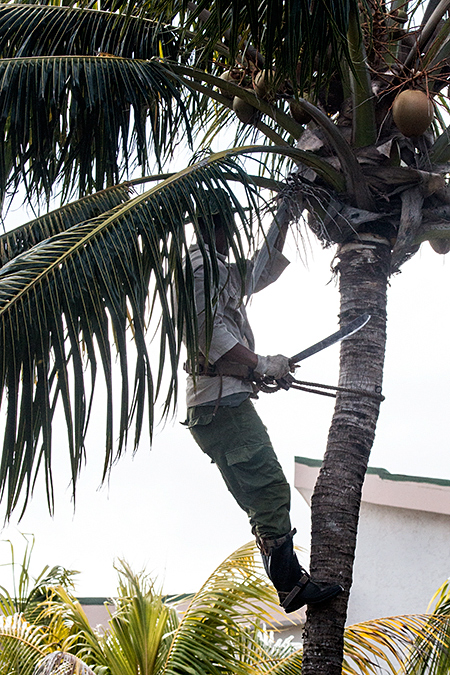 Harvesting Coconuts, Cayo Coco, Cuba