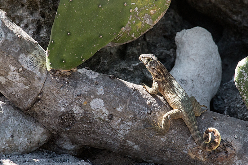 Curly-tailed Lizard, Culeta Buena, Matanzas, Cuba