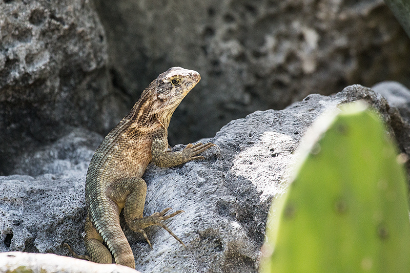 Curly-tailed Lizard, Culeta Buena, Matanzas, Cuba