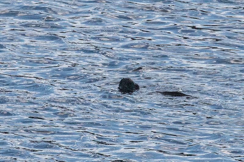 River Otter??? No, it's a cat!, Bay of Pigs, Zapata Peninsula, Cuba