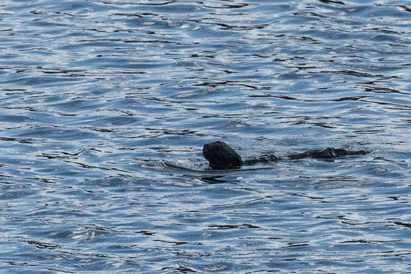 River Otter??? No, it's a cat!, Bay of Pigs, Zapata Peninsula, Cuba