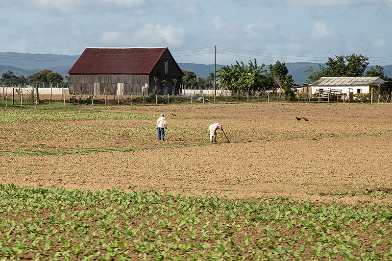 Cuban Farmland, Carretera Central de Cuba