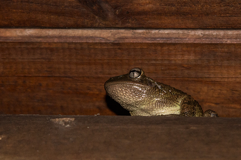 Cuban Tree Frog, Hotel Mara la Gorda, Guanahacabibes Peninsula, Cuba