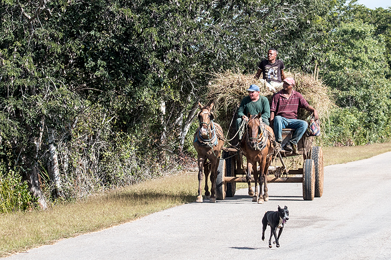 Horse-Drawn Wagon, La Cuchilla, Matanzas, Cuba