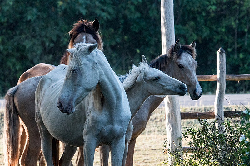 Horses, Refugio de Fauna Bermejas, Cuba