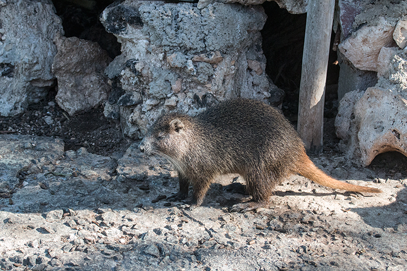 Hutia, La Boca de Guam, Zapata Peninsula, Cuba