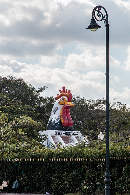 My Last Cuban Bird, Havana, Cuba