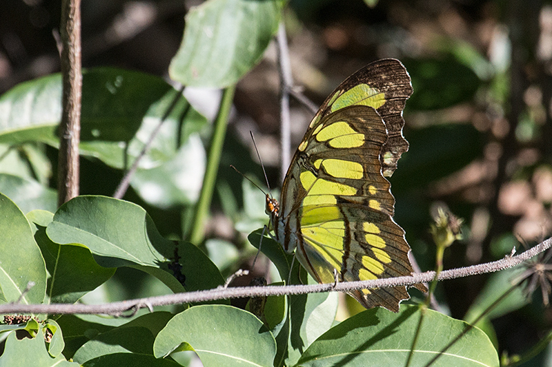 Malachite, Guanahacabibes Peninsula, Cuba