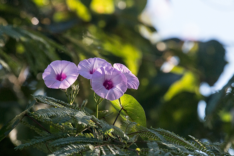 Morning Glory, La Turba, Zapata Peninsula, Cuba