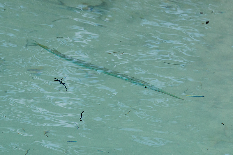 Needlefish, Cayo Coco, Cuba