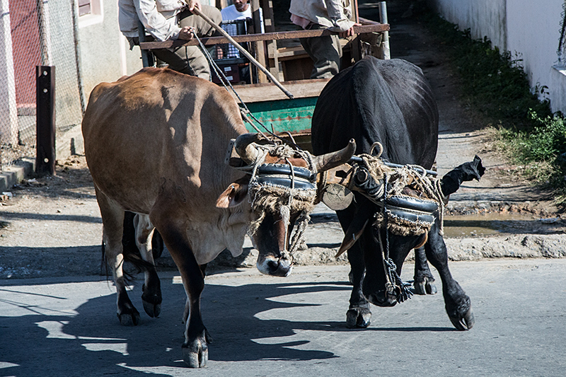 Oxcart, Carretera Central de Cuba