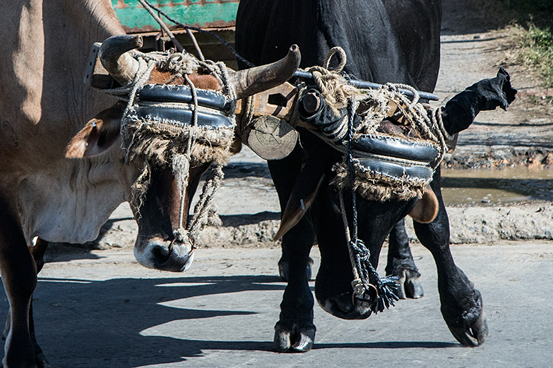 Oxcart, Carretera Central de Cuba