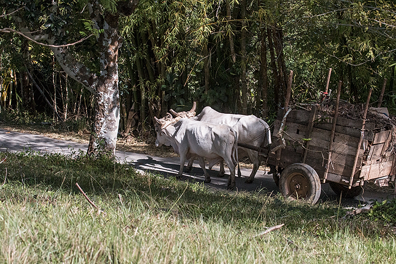 Oxcart, Hacienda Cortina, La Gira Park, Cuba