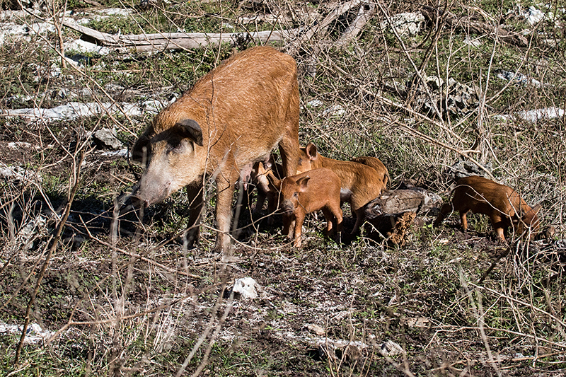 Pigs, Guanahacabibes Peninsula, Cuba