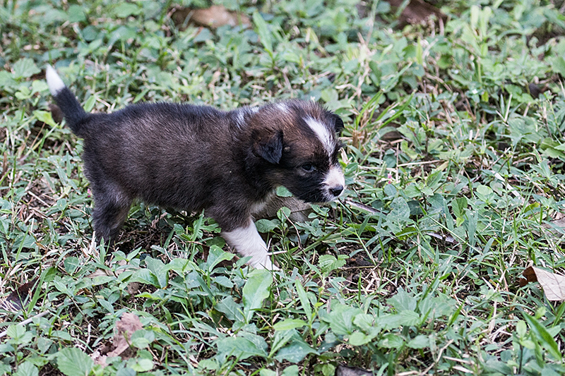 Cuban Puppy, La Chorrera Campismo, Cuba