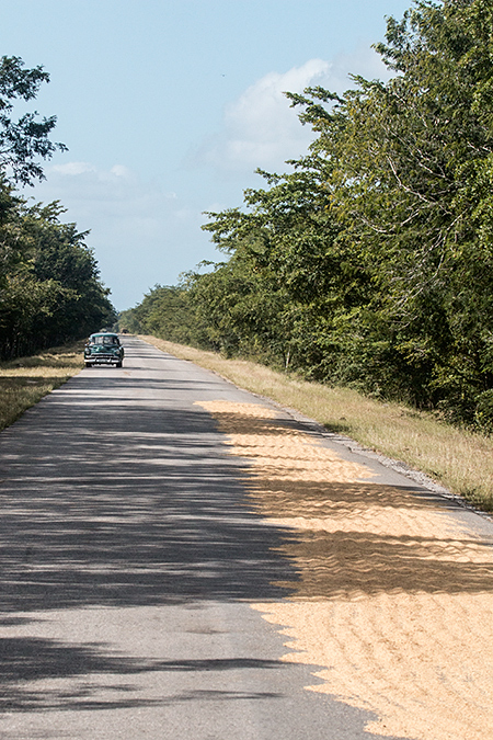 Drying Rice, La Cuchilla, Matanzas, Cuba