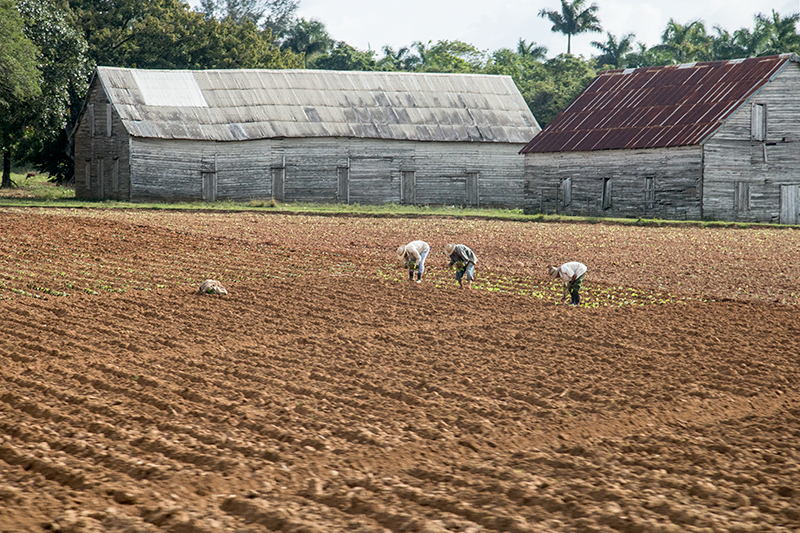 Tobacco Farms, Pinar del Rio, Cuba