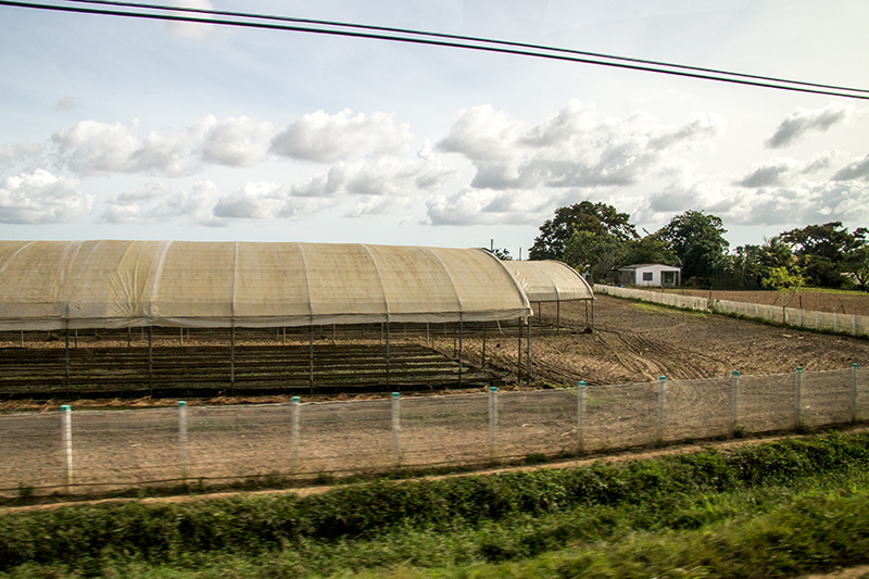 Tobacco Farms, Pinar del Rio, Cuba