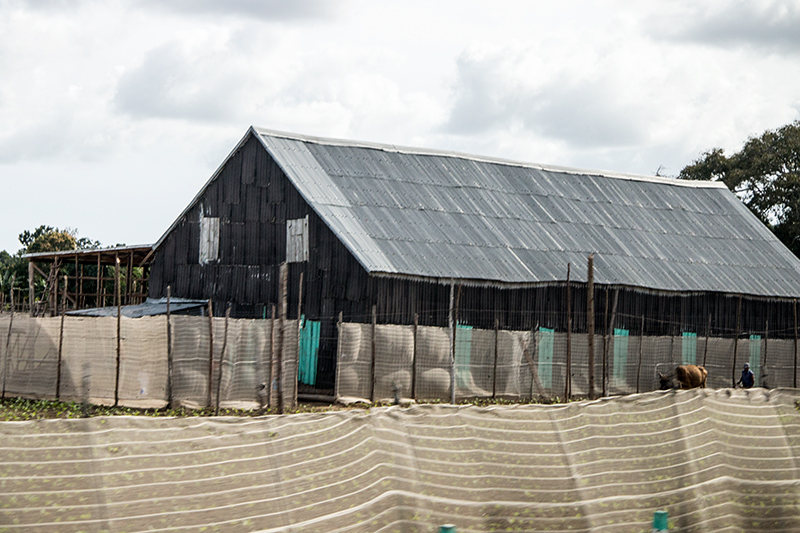 Tobacco Farms, Pinar del Rio, Cuba