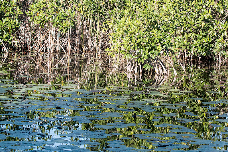 Zapata Swamp, La Turba, Zapata Peninsula, Cuba