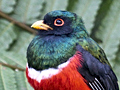 The Birds of Ecuador and Other Images by Richard Becker