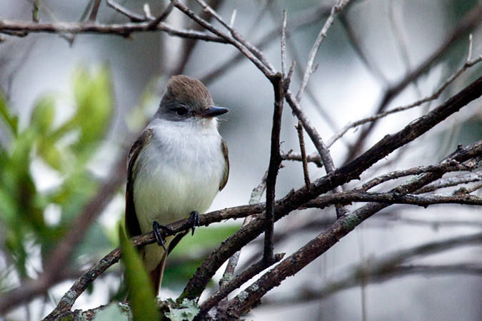 Ash-throated Flycatcher, Pasco County, Florida