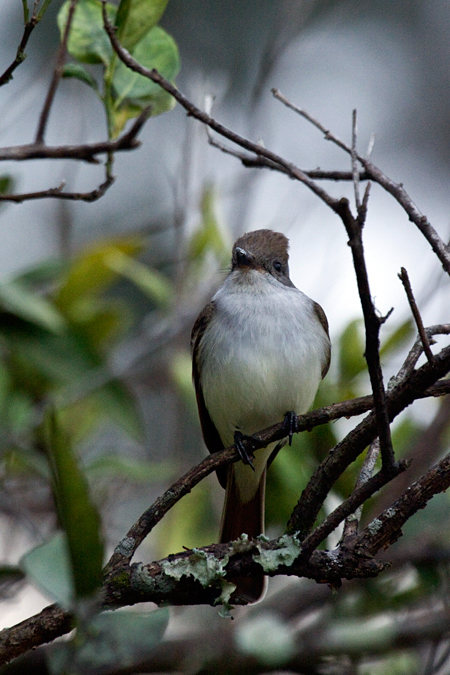 Ash-throated Flycatcher, Pasco County, Florida