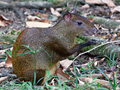 Agouti, Honduras