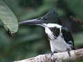 Amazon Kingfisher, Cuero y Salado Wildlife Refuge, Honduras