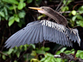 Anhinga, Cuero y Salado Wildlife Refuge, Honduras