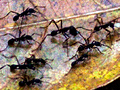 Ants, Honduras