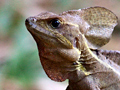 Honduran Lizards